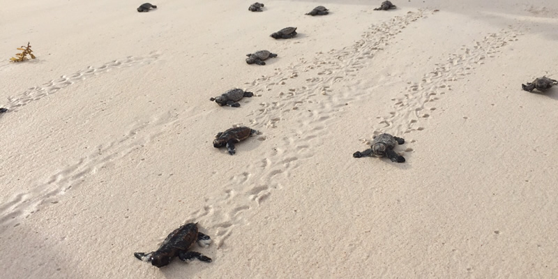 Travel blog: Katie Discovers Sandals Part 2: Getting to know Sandals Barbados